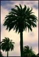 Did you know: large people have large palms