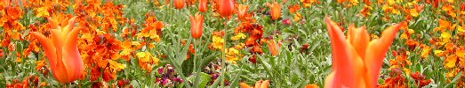 tulips.jpg